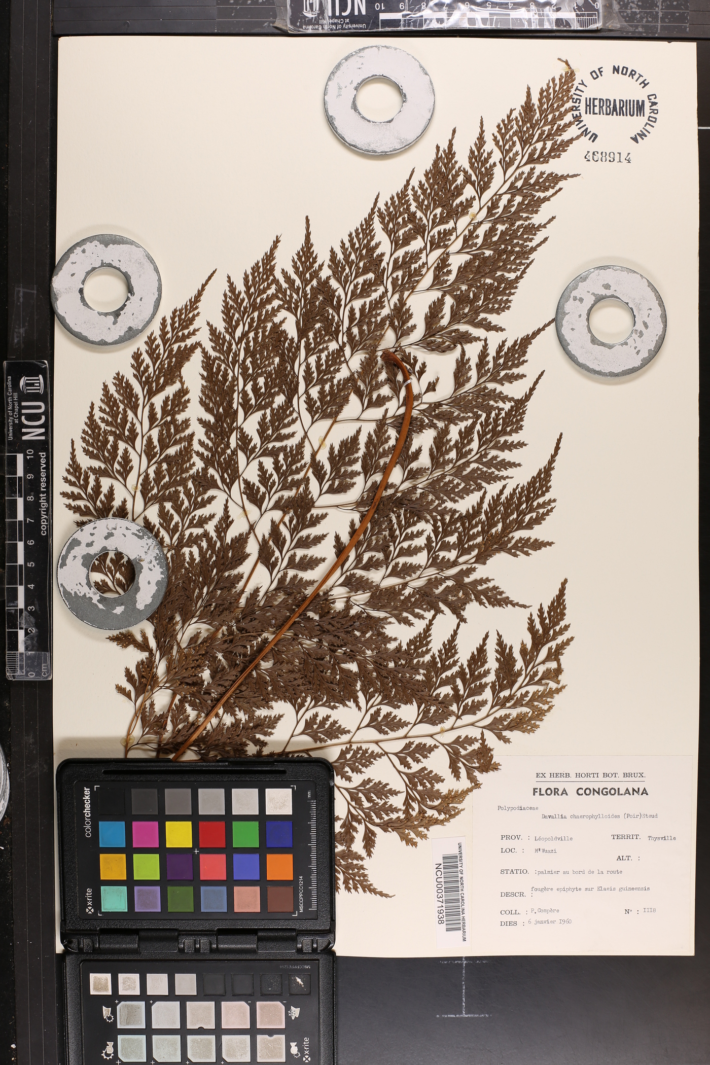 Davallia chaerophylloides image