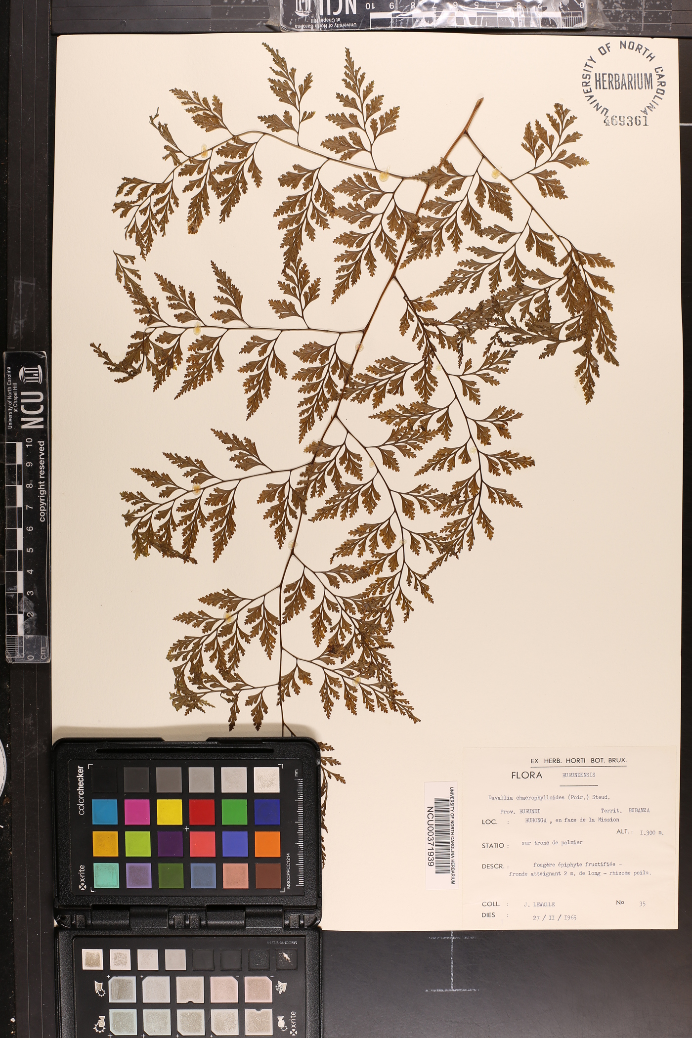 Davallia chaerophylloides image