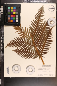 Woodwardia fimbriata image