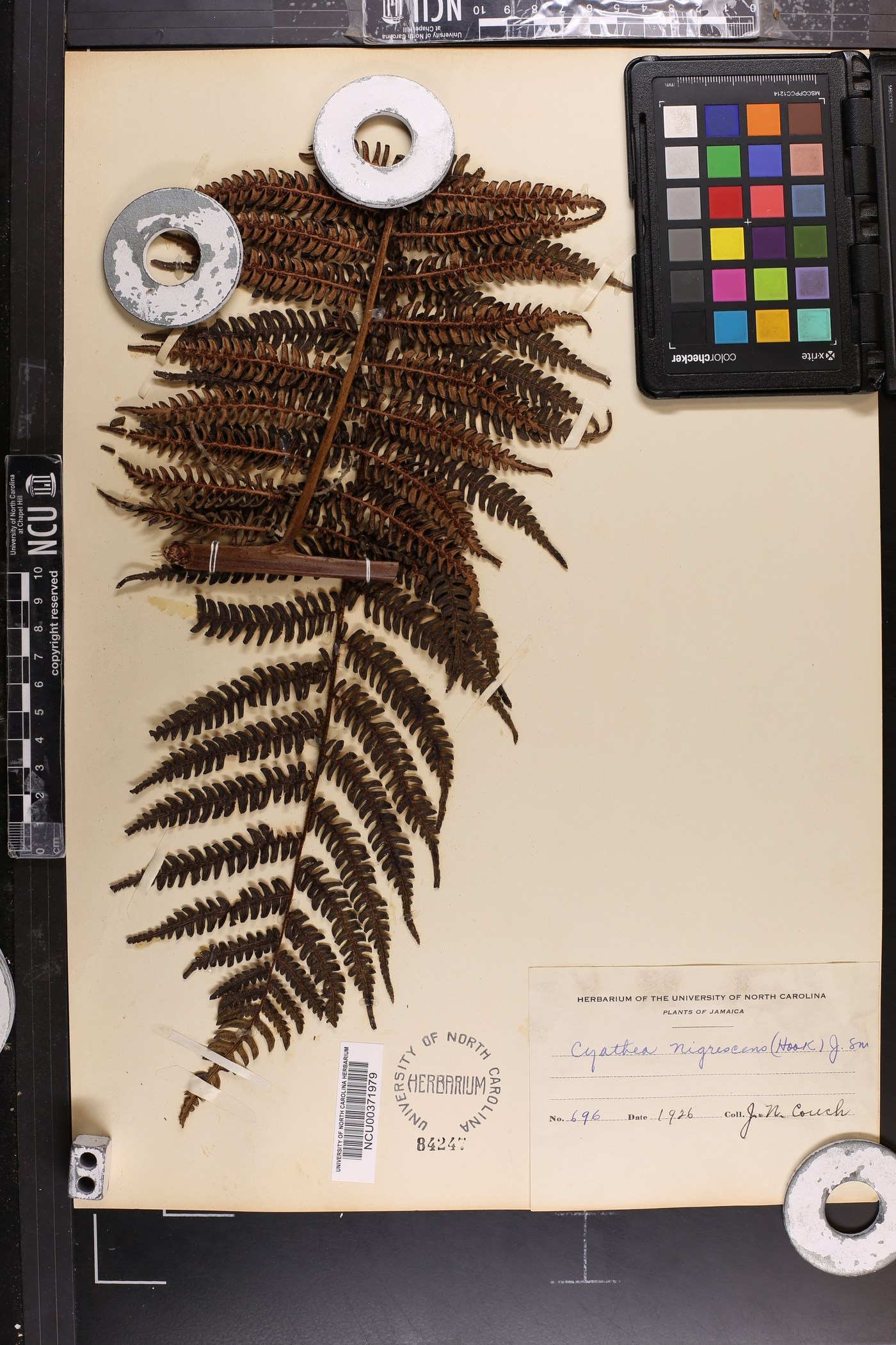 Cyathea nigrescens image