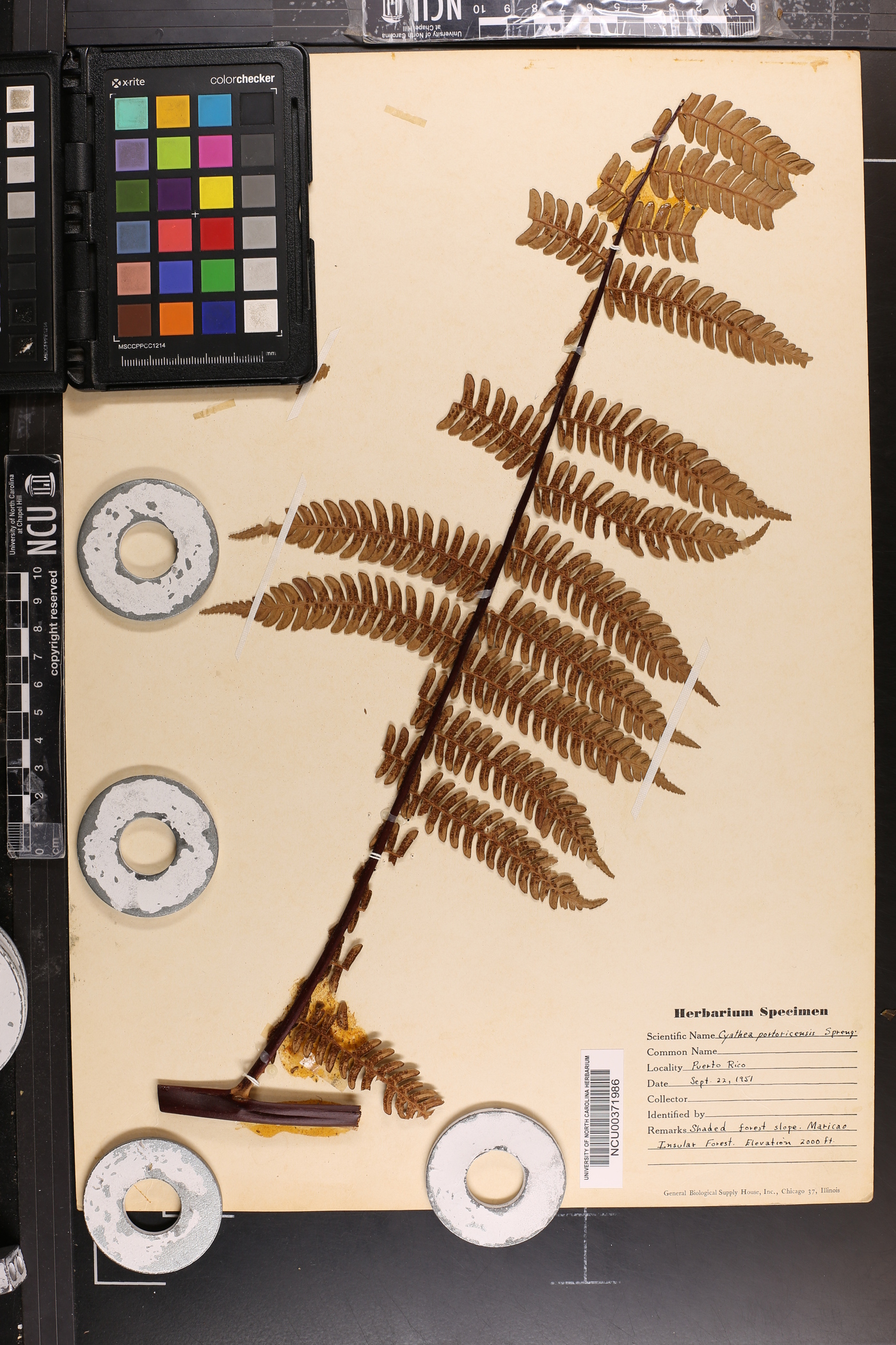 Cyathea portoricensis image