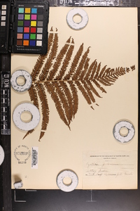 Cyathea pubescens image