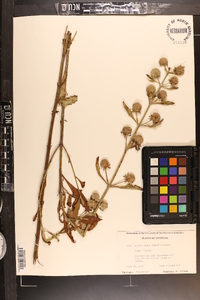 Hyptis alata image