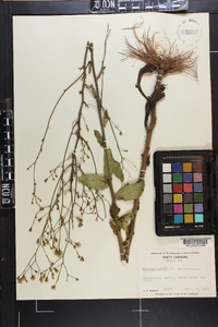 Hieracium gronovii image