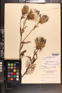 Cirsium altissimum image