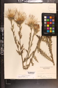 Cirsium horridulum image