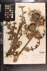 Cirsium horridulum image