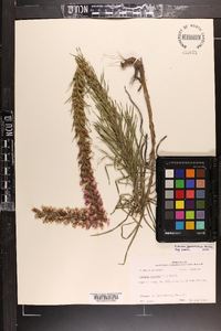 Liatris pycnostachya image