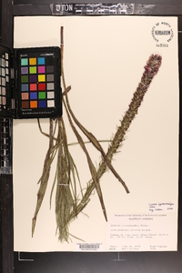 Liatris pycnostachya image