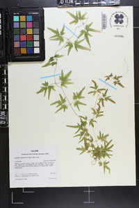 Lygodium japonicum image