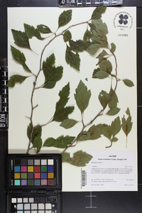 Crataegus viridis image