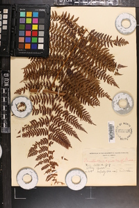 Dennstaedtia rubiginosa image