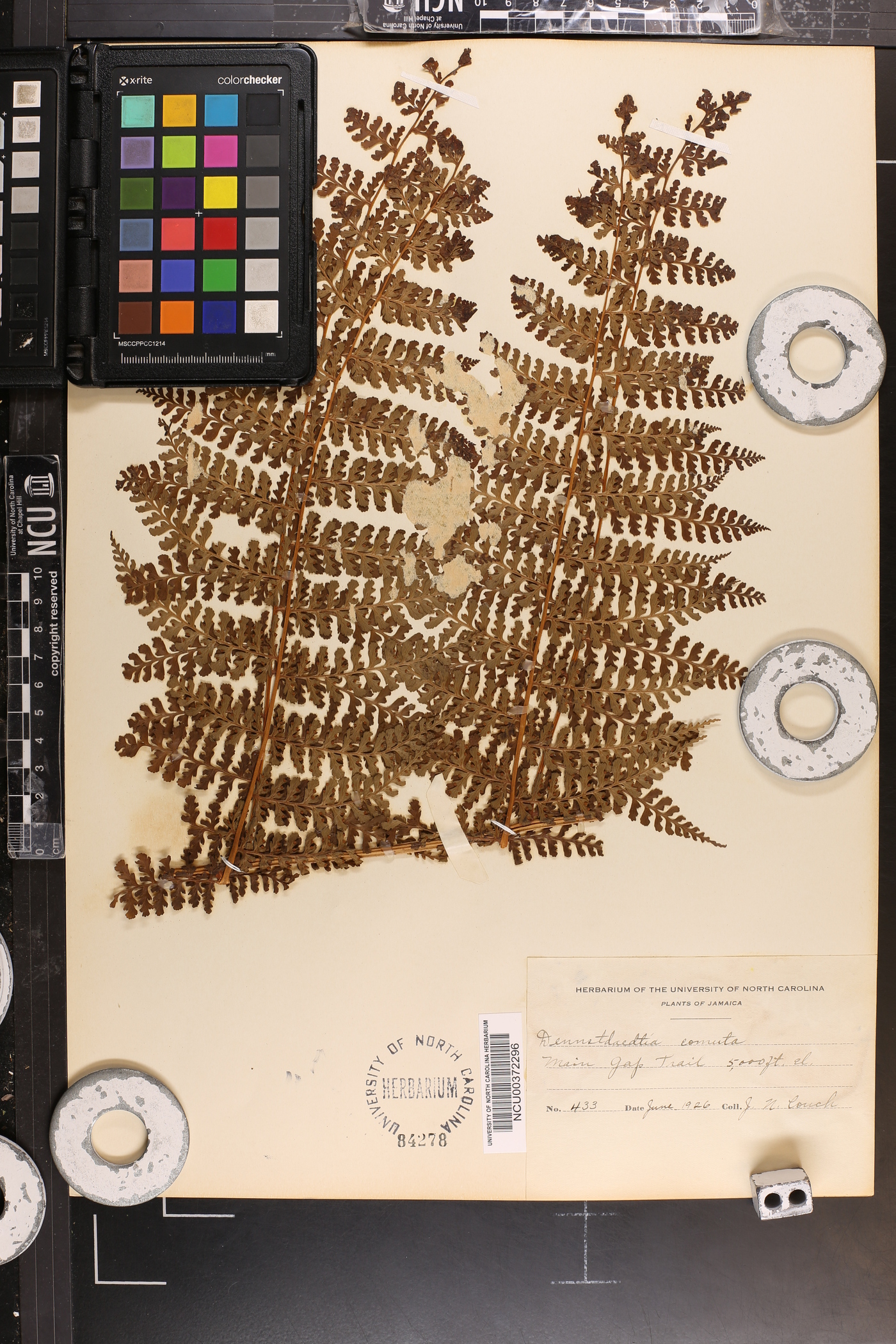 Dennstaedtia cornuta image