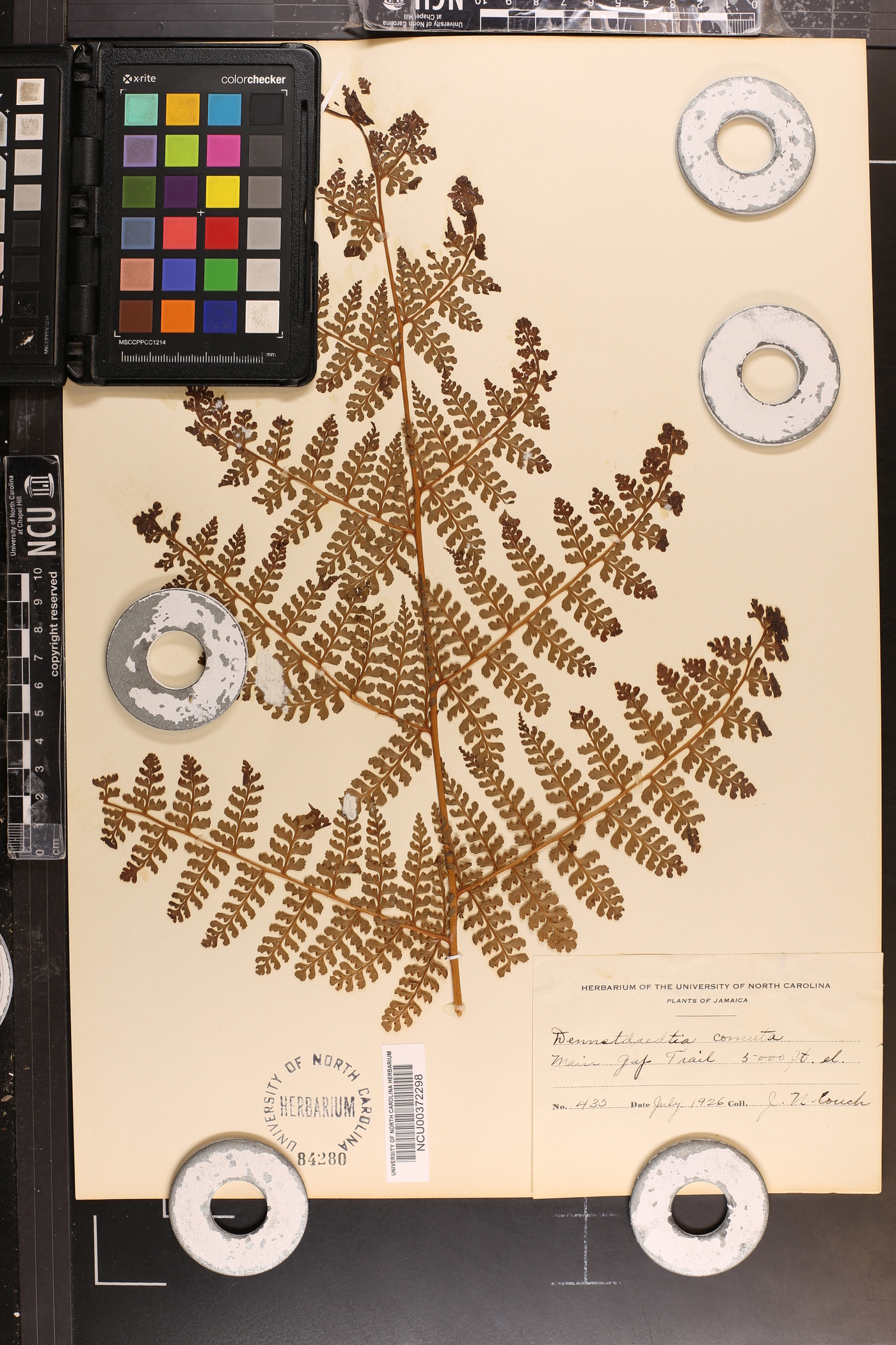 Dennstaedtia cornuta image