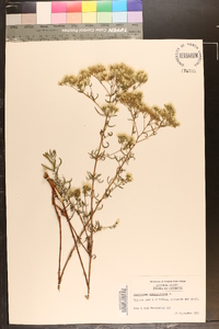 Eupatorium hyssopifolium image