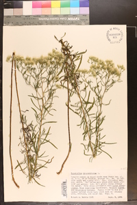 Eupatorium hyssopifolium image