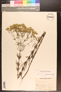 Eupatorium hyssopifolium image