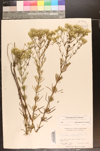 Eupatorium hyssopifolium image