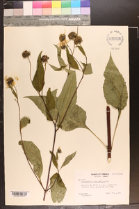 Helianthus decapetalus image