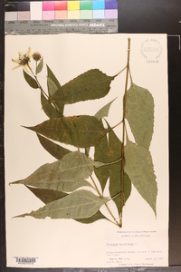 Helianthus decapetalus image