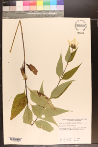 Helianthus decapetalus image