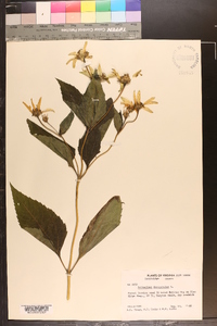 Helianthus decapetalus image