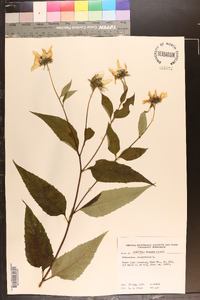 Helianthus decapetalus image