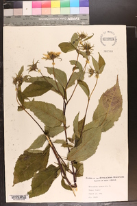 Helianthus decapetalus image