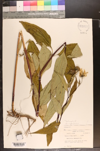 Helianthus decapetalus image