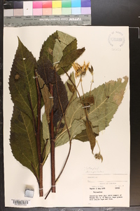 Helianthus decapetalus image