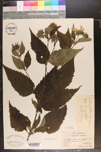 Helianthus decapetalus image