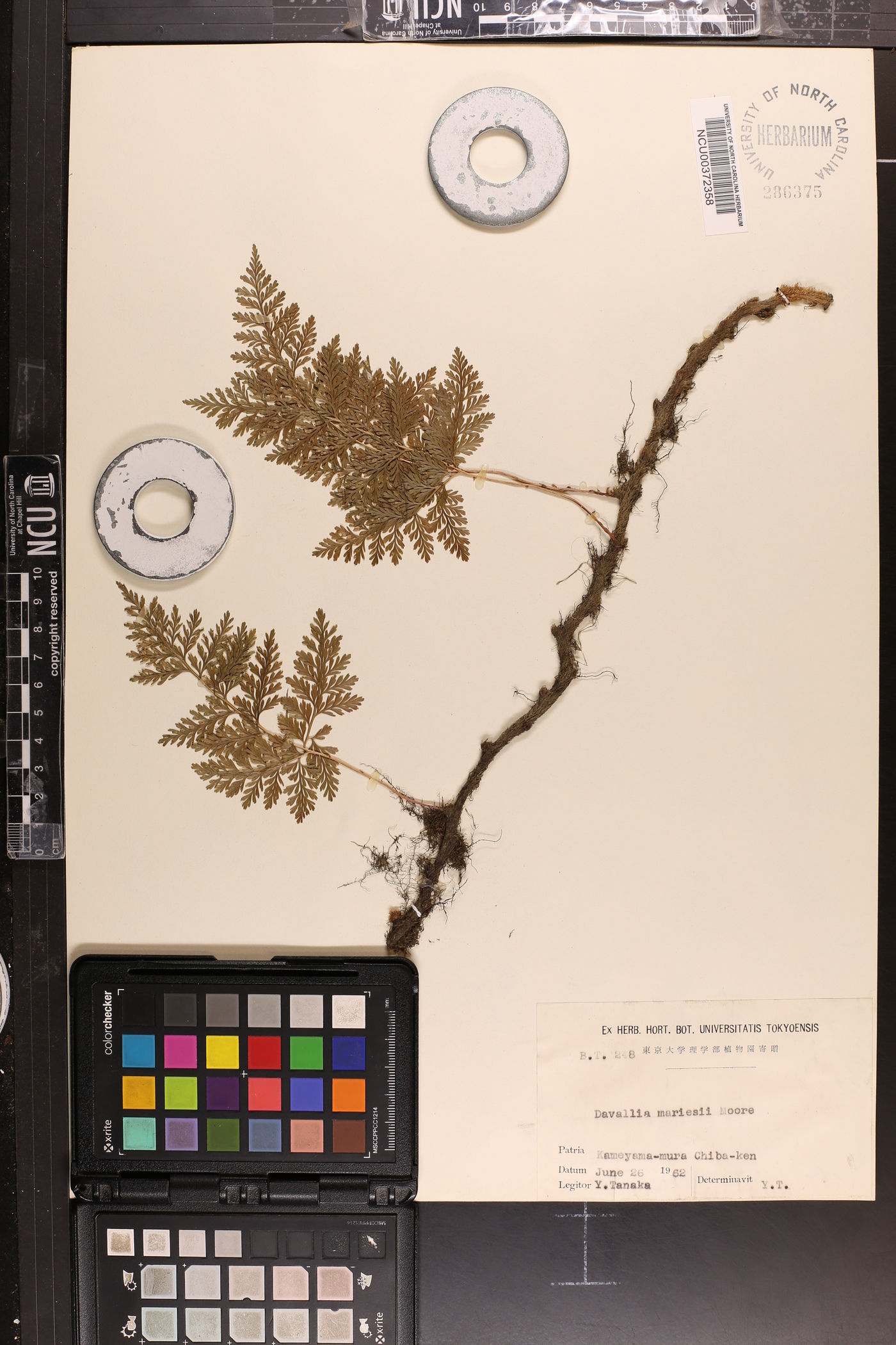 Davallia mariesii image