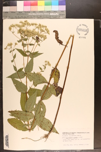 Eupatorium godfreyanum image