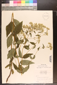 Eupatorium godfreyanum image