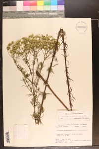 Eupatorium hyssopifolium image