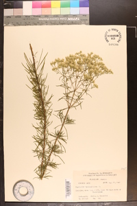 Eupatorium hyssopifolium image