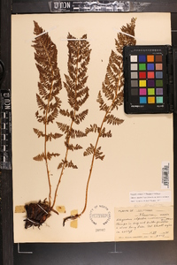 Athyrium alpestre image