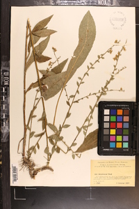 Solidago salicina image