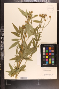 Coreopsis tripteris image