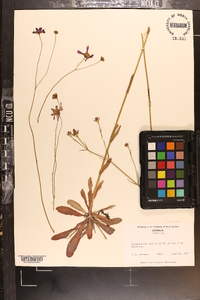 Coreopsis nudata image