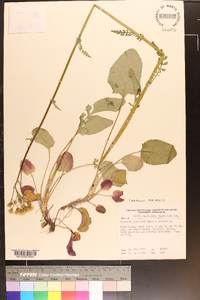 Senecio anonymus image