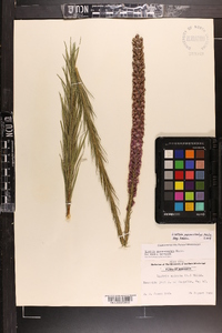 Liatris pycnostachya image