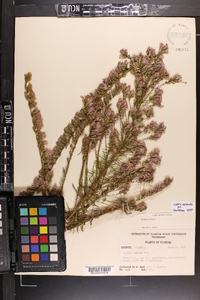 Liatris secunda image