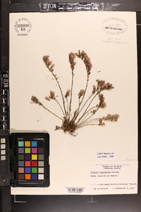 Liatris secunda image