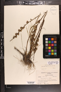 Liatris spicata image