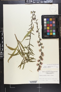 Liatris squarrulosa image