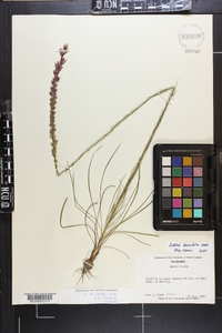 Liatris tenuifolia image