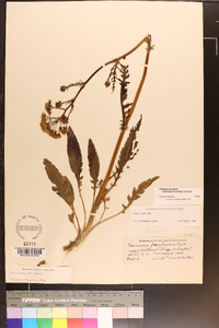 Packera anonyma image