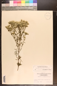 Eupatorium hyssopifolium image