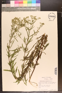 Eupatorium hyssopifolium image